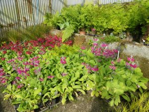 Candelabra Primulas