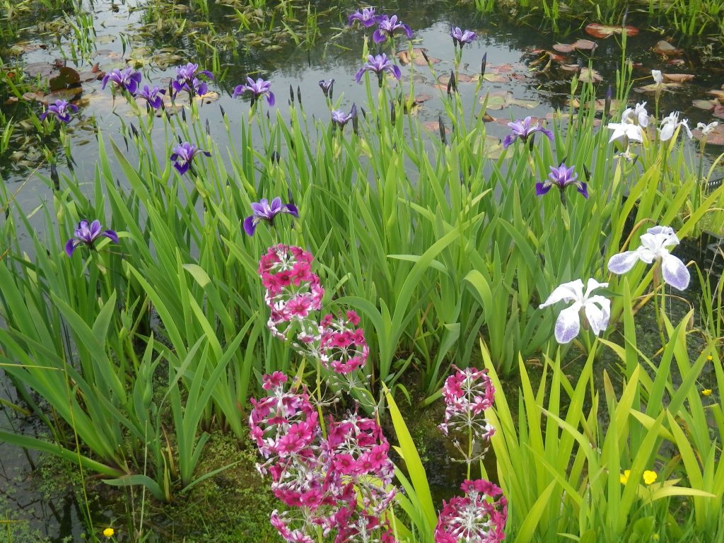 to my blog Devon Pond Plants