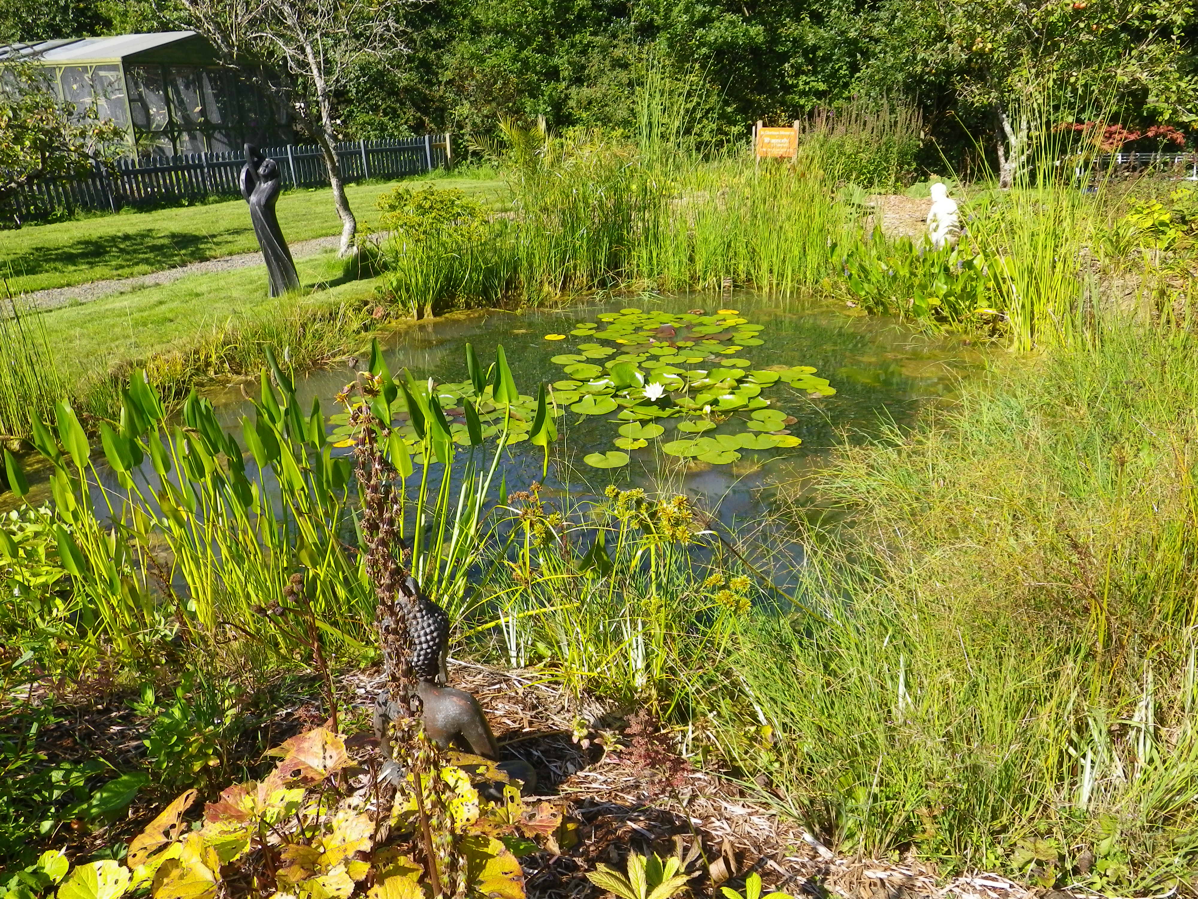 Pond Inspiration Devon Pond Plants