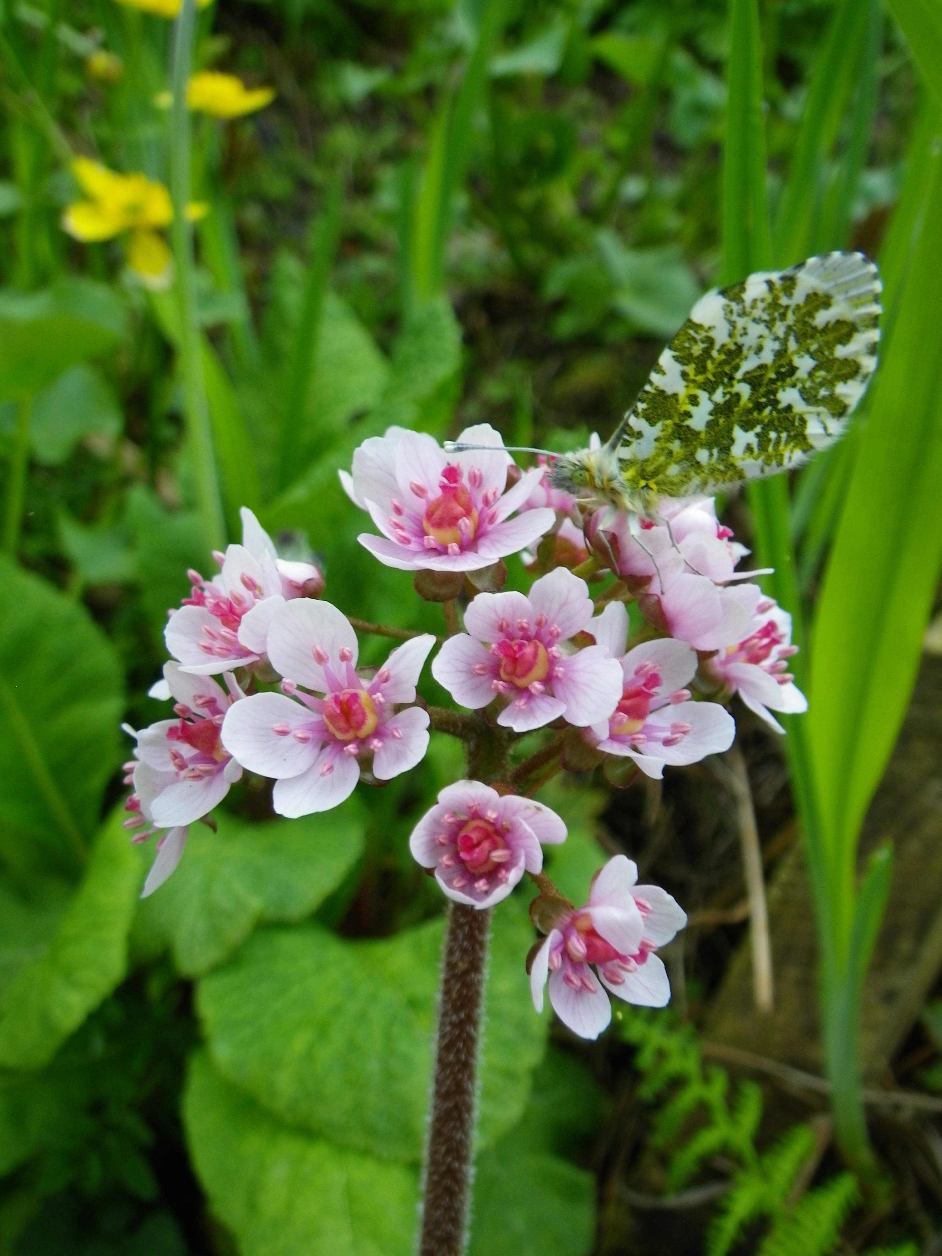 About Devon Pond Plants Devon Pond Plants