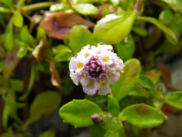 Phyla lanceolata (Frog Fruit)