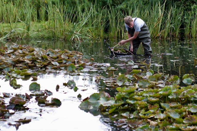 Cleaning, repairs or seasonal maintenance on your pond Devon Pond Plants