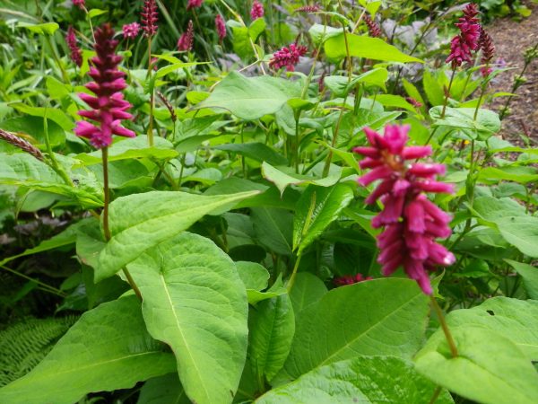 Persicaria amplexicaulis atrosanguinea