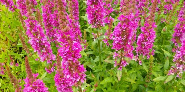 Pick and Mix Bare Root Plants (x5) - Image 4