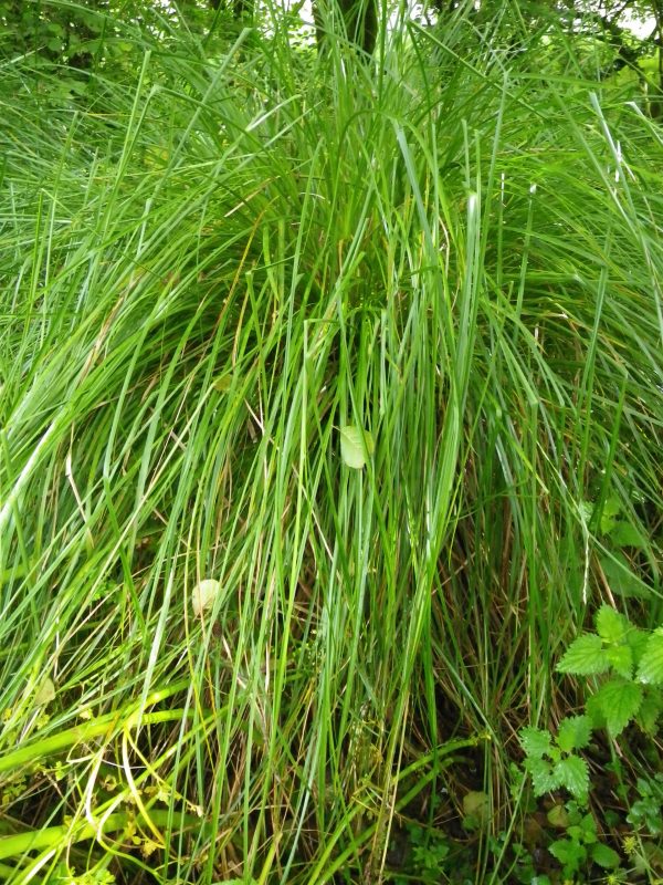 Carex paniculata (Great tussock sedge)