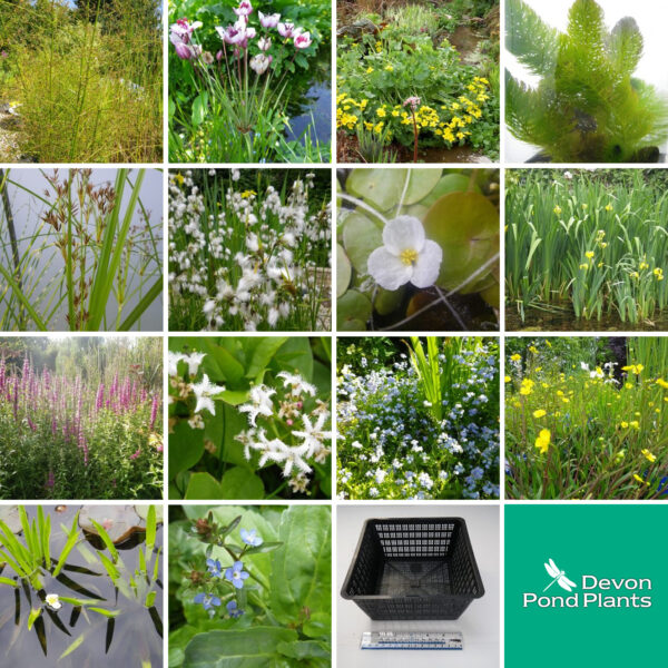 Medium Native Pond Packs