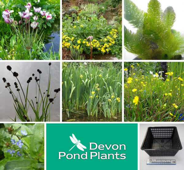 Small native pond packs