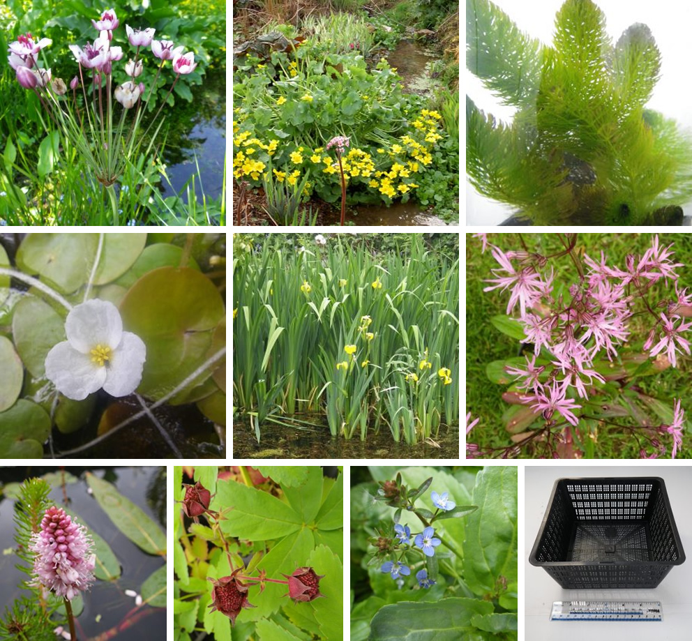 Small native pond packs Devon Pond Plants