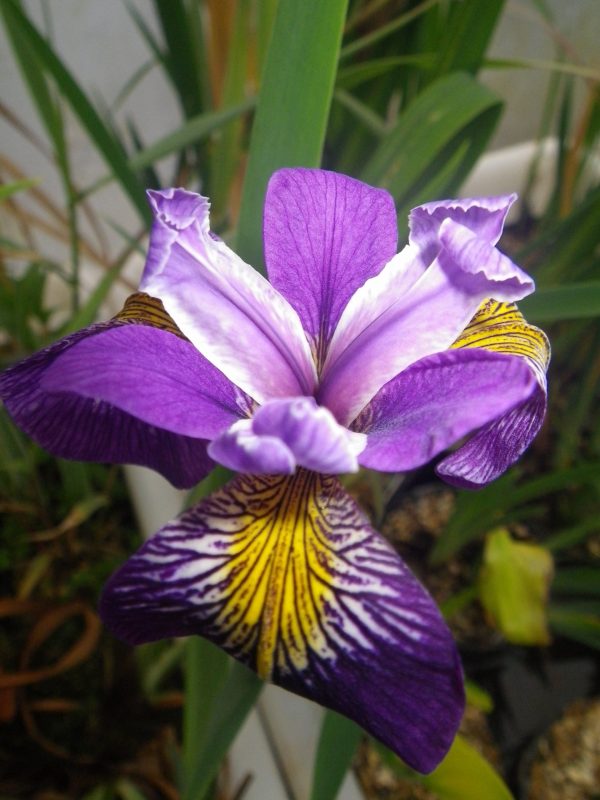 Iris pseudacorus Holden's Child