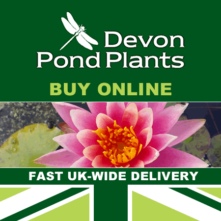 Buy pond plants UK water lilies supplier