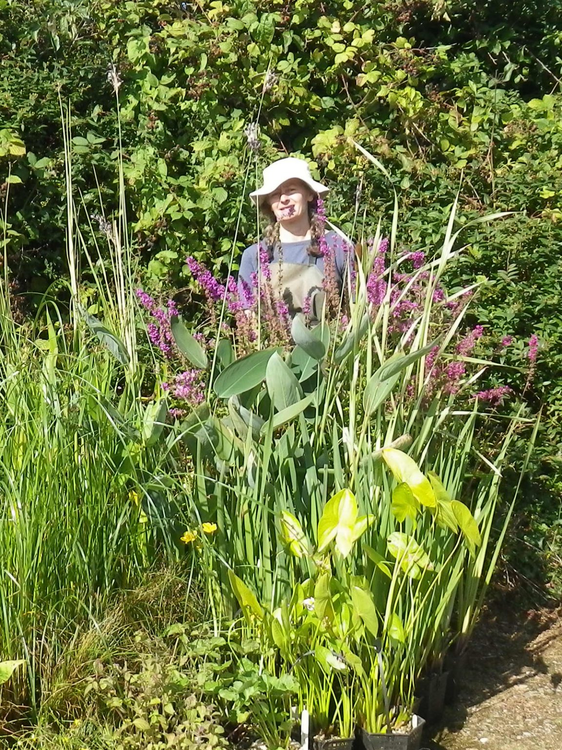 Buy pond plants UK water lilies supplier