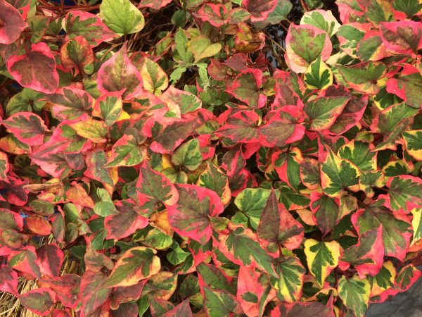 Potted Pond Packs for Colour - Image 6