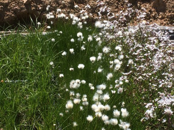 Pick and Mix Bare Root Plants (x5) - Image 3