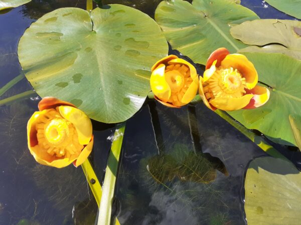 Nuphar japonica Rubra
