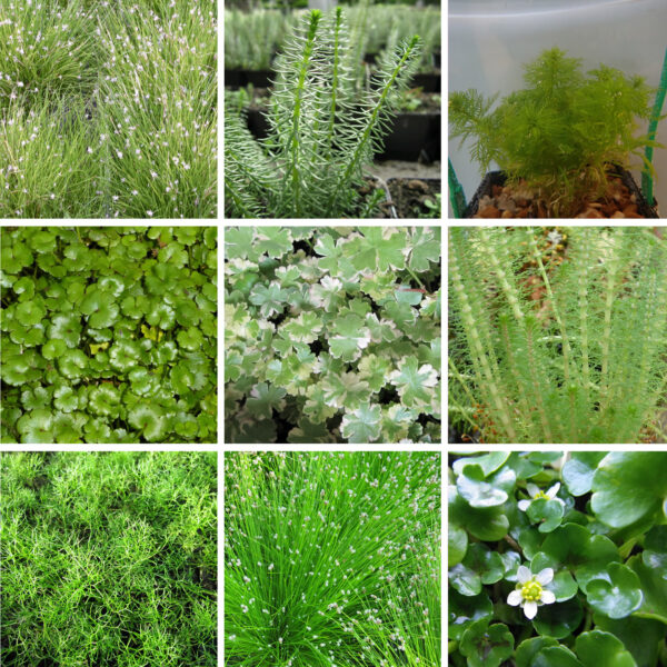 Potted Oxygenator Pack