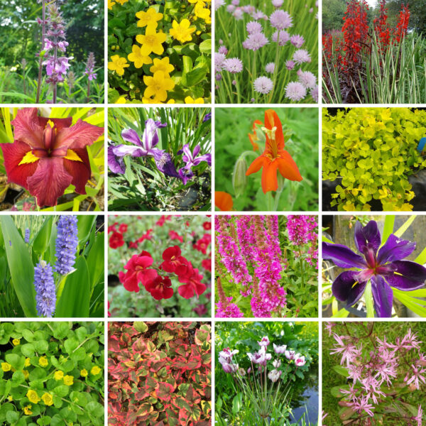 Potted Pond Packs for Colour
