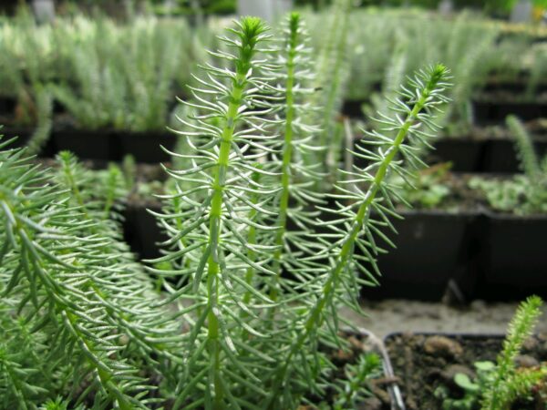 Potted Oxygenator Pack - Image 3