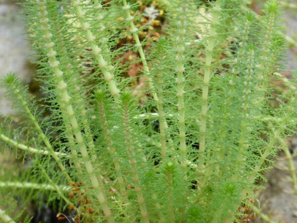 Potted Oxygenator Pack - Image 7