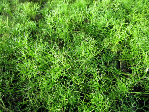 Potted Oxygenator Pack - Image 8