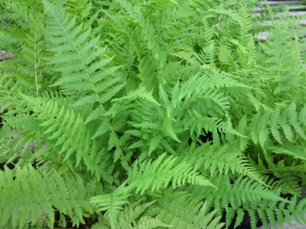 Athyrium filix-femina (Lady Fern)