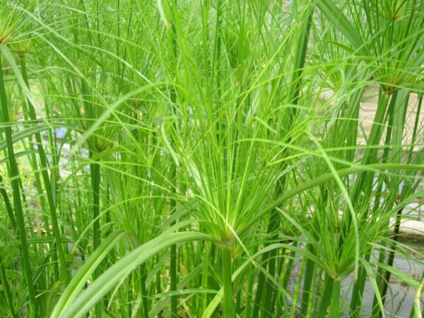 Cyperus papyrus percamenthus