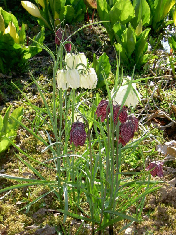 Fritillaria meleagris (Snakeshead fritillary)