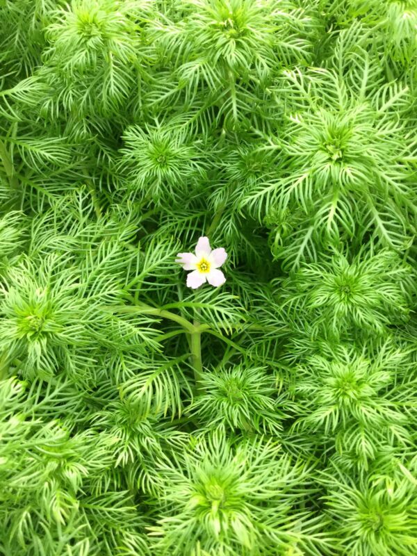 Hottonia palustris (Water violet)