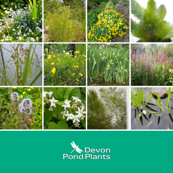 Large Native pond pack