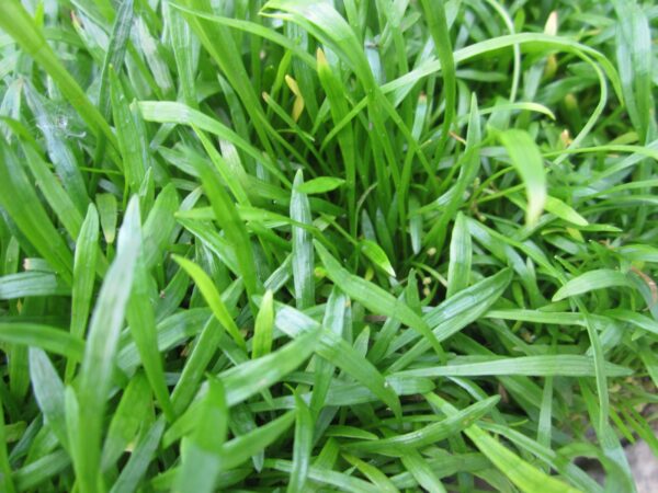 Lilaeopsis brasiliensis (Micro sword)