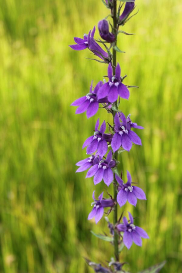 Lobelia vedrariensis - Devon Pond Plants