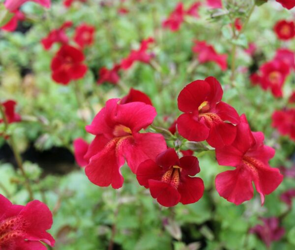 Mimulus cupreus "Red Emperor"