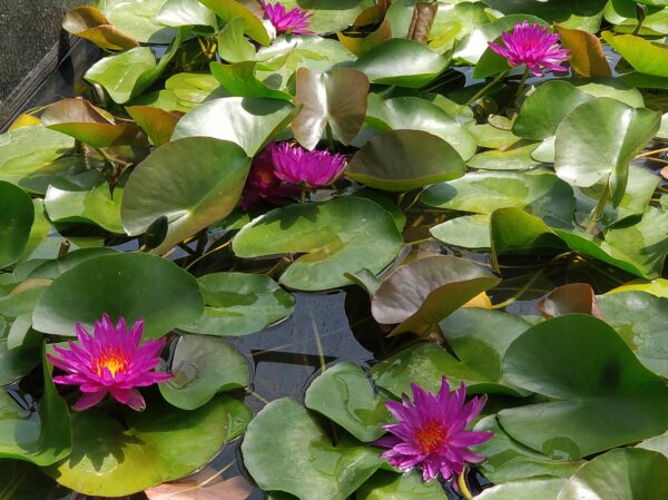 Nymphaea Purple Fantasy