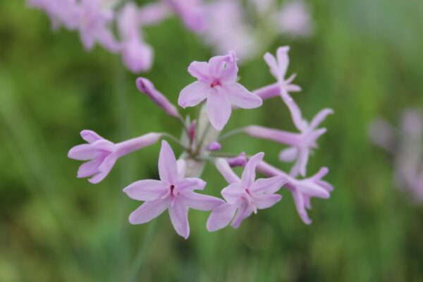 Tulbaghia violacea