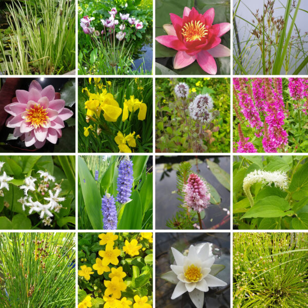 Pick and Mix Bare Root Plants (x5)