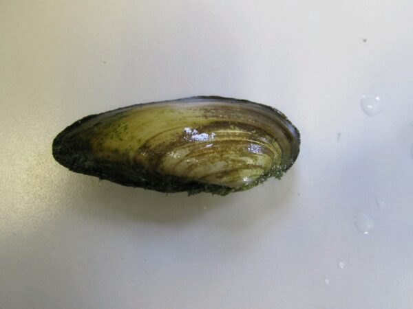 Painter's mussel (Unio pictorum)