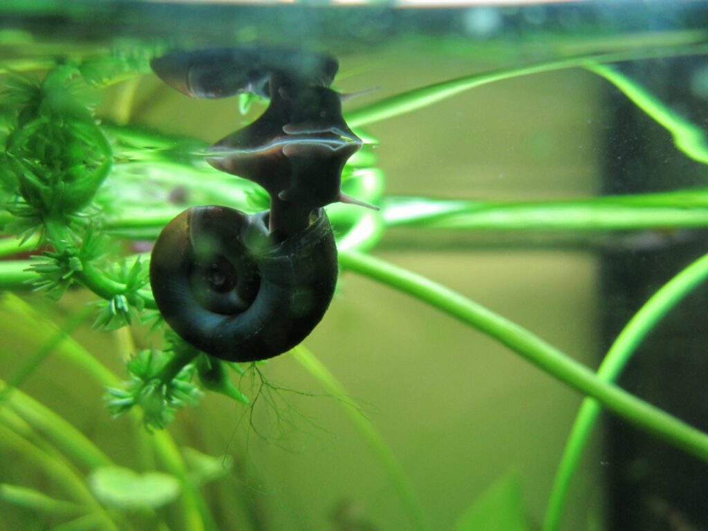 Ramshorn Snails (Planorbarius corneus) Devon Pond Plants