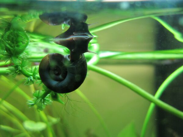 Ramshorn Snails (Planorbarius corneus)