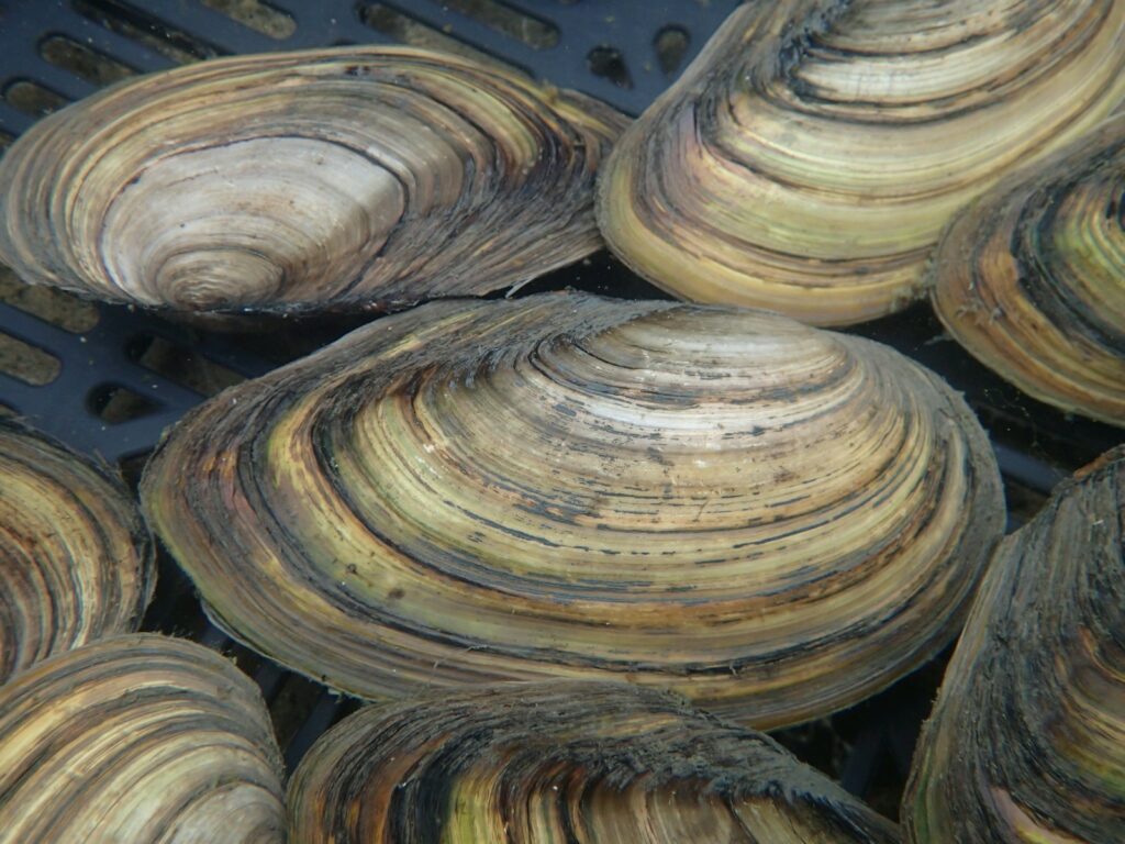 Swan Mussels (Anodonta cygnaea) Devon Pond Plants