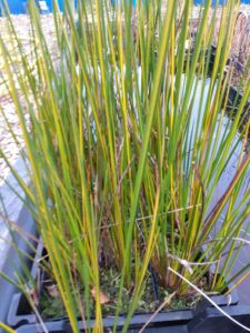 Baumea rubiginosa variegata