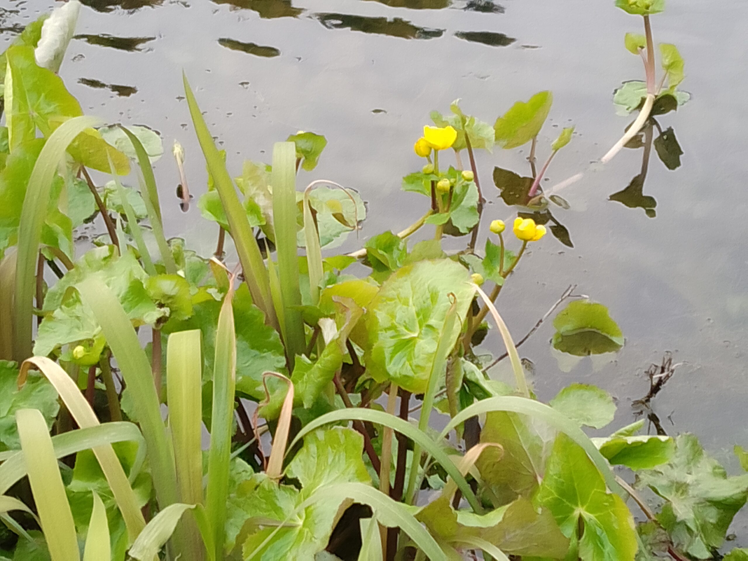 Kingcup, Caltha palustris var palustris and the graceful foliage of Iris virginica 'Pink Perfection' bringing a welcome splash of early colour to our display pond