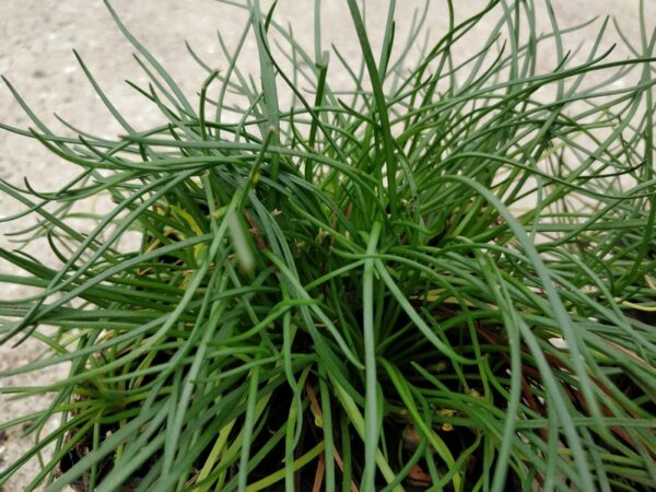 Littorella uniflora